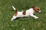 JACK RUSSEL 074